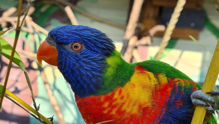 Rainbow Creek at Wild Discovery