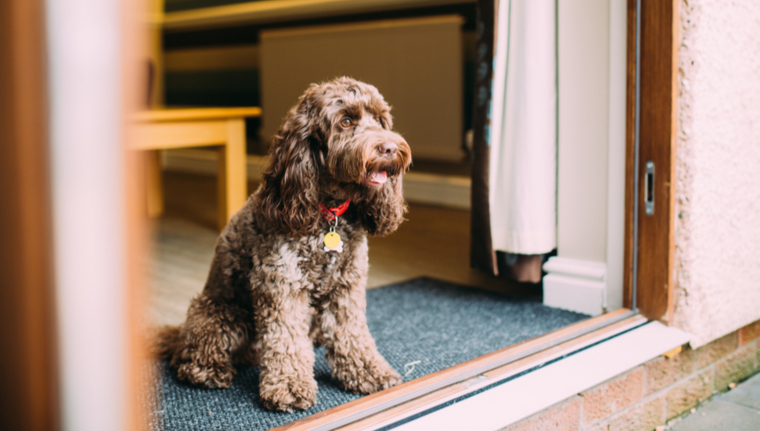 Dog Friendly Holidays Dog Friendly Holidays